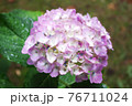 雨に濡れている紫陽花 76711024