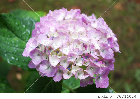 雨に濡れている紫陽花 雨に濡れている紫陽花 76711024