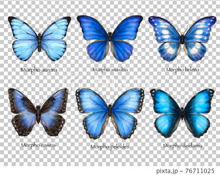 蝶 チョウ 蝴蝶のイラスト素材