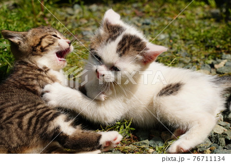 野良猫の可愛い子猫が元気にじゃれ合う 76711134