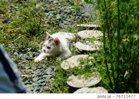 野良猫キジトラ白のお兄ちゃんに見守られじゃれ合う可愛い子猫 野良猫キジトラ白のお兄ちゃんに見守られじゃれ合う可愛い子猫 76711477