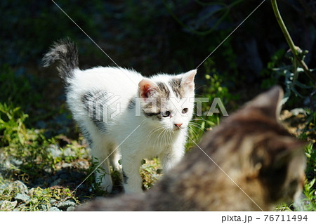 野良猫キジトラ白のお兄ちゃんに見守られじゃれ合う可愛い子猫 野良猫キジトラ白のお兄ちゃんに見守られじゃれ合う可愛い子猫 76711494