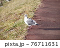 近くの道を歩いているカモメ 76711631