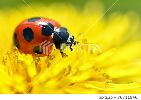 ナナホシテントウ ナナホシテントウ 76711946