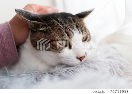 猫が好き キジトラ猫 猫が好き キジトラ猫 76711953