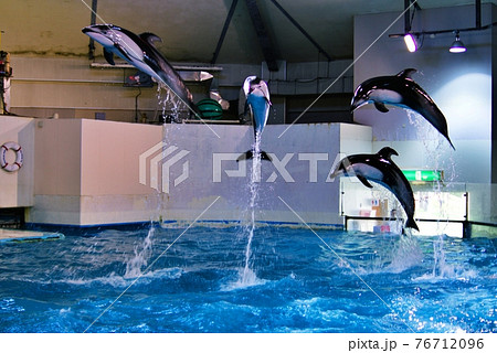 登別マリンパークニクス イルカショー 登別マリンパークニクス イルカショー 76712096