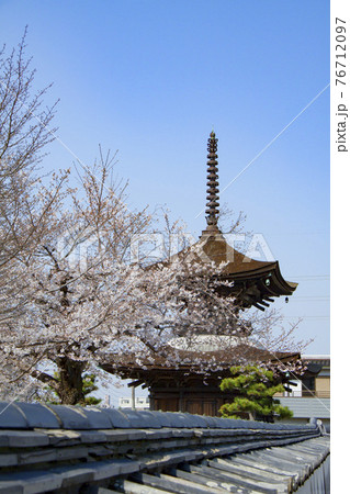 春の大樹寺　多宝塔 76712097