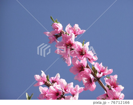 春の花　桃の花 76712166