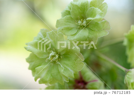 緑の桜　御衣黄桜 76712185