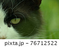見つめる野良猫 76712522