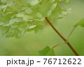 紫陽花 76712622