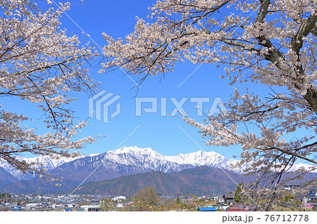信濃大町の春 桜と残雪の北アルプス 信濃大町の春 桜と残雪の北アルプス 76712778