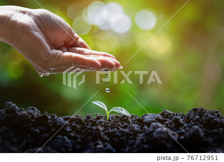 Hand Watering Young Plant Seedlings for environment and ecology 76712951