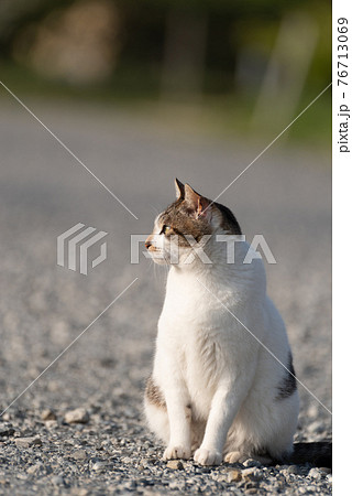 見つめる猫　キジトラ白 76713069