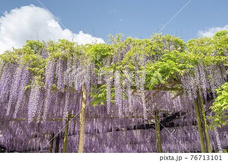 福岡県 黒木の大藤 藤の花 福岡県 黒木の大藤 藤の花 76713101