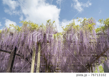 福岡県　黒木の大藤　藤の花 76713102