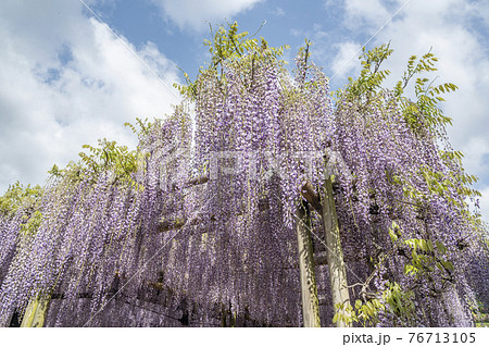 福岡県 黒木の大藤 藤の花 福岡県 黒木の大藤 藤の花 76713105