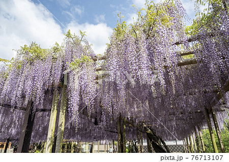 福岡県 黒木の大藤 藤の花の写真素材