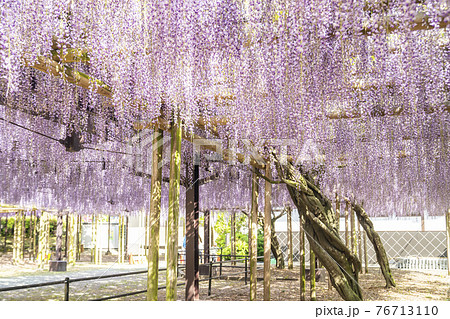 福岡県 黒木の大藤 藤の花の写真素材
