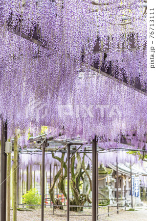 福岡県　黒木の大藤　藤の花 76713111