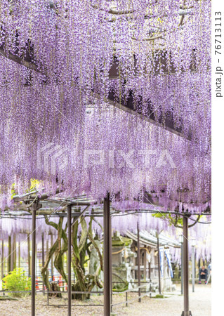 福岡県　黒木の大藤　藤の花 76713113