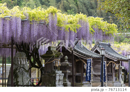 福岡県 黒木の大藤 藤の花の写真素材