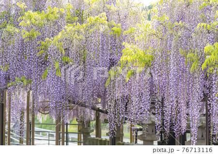 福岡県 黒木の大藤 藤の花の写真素材