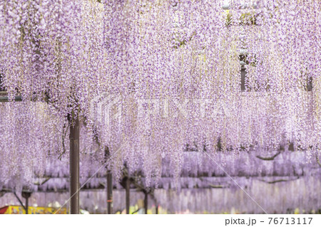 福岡県 黒木の大藤 藤の花 福岡県 黒木の大藤 藤の花 76713117