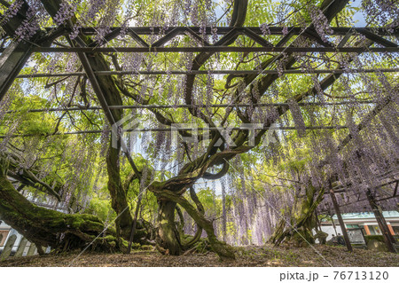 福岡県　黒木の大藤　藤の花 76713120