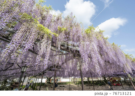 福岡県　黒木の大藤　藤の花 76713121