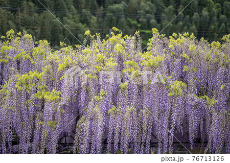 福岡県 黒木の大藤 藤の花 福岡県 黒木の大藤 藤の花 76713126