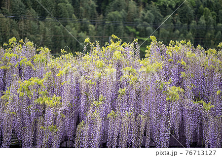福岡県 黒木の大藤 藤の花 福岡県 黒木の大藤 藤の花 76713127