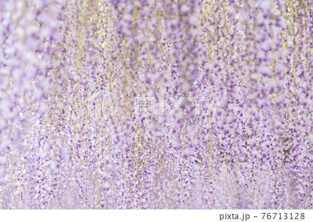 福岡県　黒木の大藤　藤の花 76713128