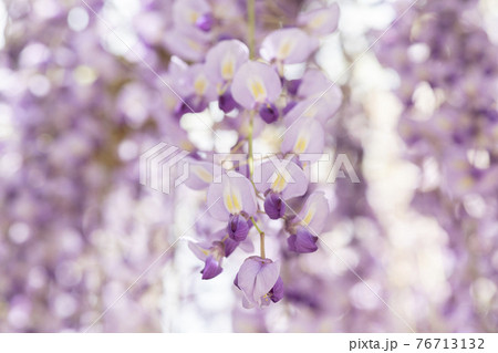 福岡県 黒木の大藤 藤の花 福岡県 黒木の大藤 藤の花 76713132