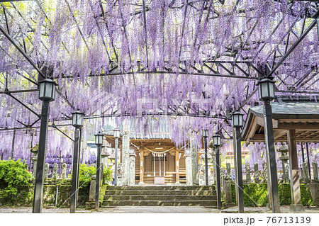 福岡県　黒木の大藤　藤の花 76713139