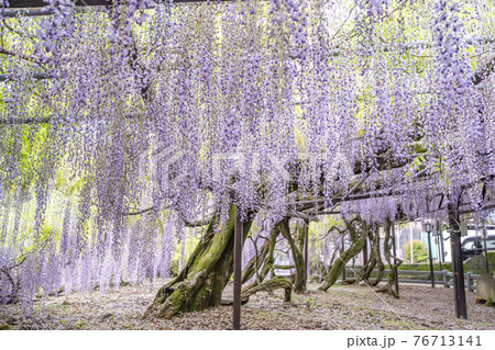 福岡県 黒木の大藤 藤の花 福岡県 黒木の大藤 藤の花 76713141