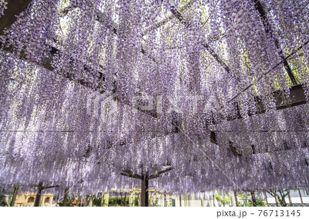 福岡県 黒木の大藤 藤の花 福岡県 黒木の大藤 藤の花 76713145