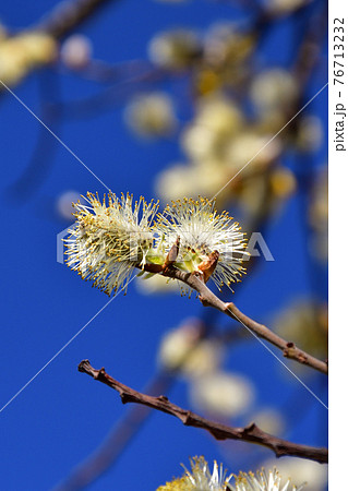 フランス パリの公園に咲いている柳の花 21年3月撮影の写真素材