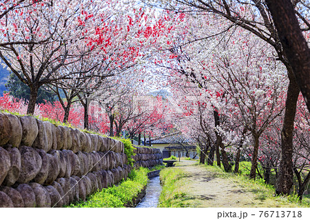 ハナモモ満開の昼神温泉 ハナモモ満開の昼神温泉 76713718