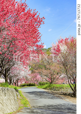 ハナモモ満開の昼神温泉 ハナモモ満開の昼神温泉 76713732