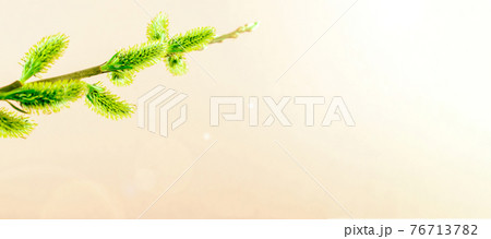 Sakura flower, spring blossom and April floral nature on pink background. Banner for 8 march, Happy Easter with place for text. Springtime concept for greeting cards with copy space. 76713782