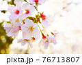 桜の花【クローズアップ】 桜の花【クローズアップ】 76713807