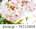 桜の花【クローズアップ】 桜の花【クローズアップ】 76713809