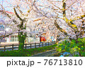 満開の桜並木 満開の桜並木 76713810