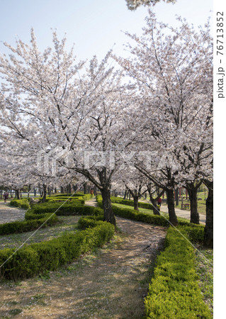 木 春 桜 76713852