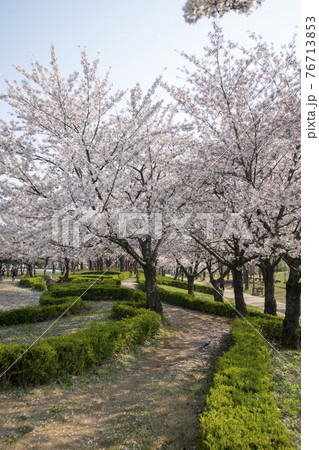 木 春 桜 76713853