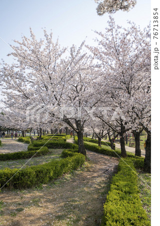 木 春 桜 76713854