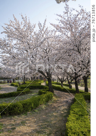 木 春 桜 76713856