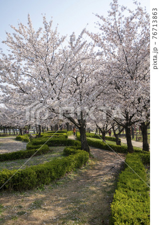 木 春 桜 76713863