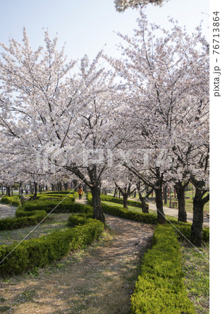 木 春 桜 76713864